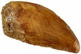 Serrated, Raptor Tooth - Real Dinosaur Tooth #232979-1